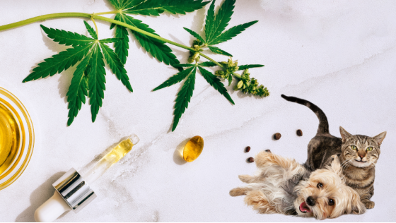 Curso de Aceite de CBD para Mascotas