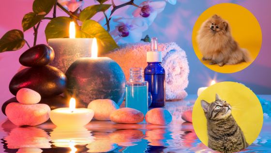 Curso de Cromoterapia para Mascotas