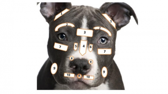 Curso de Reflexología para Mascotas