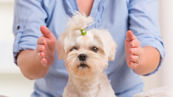 Curso de Reiki para Mascotas